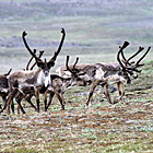 Reindeers